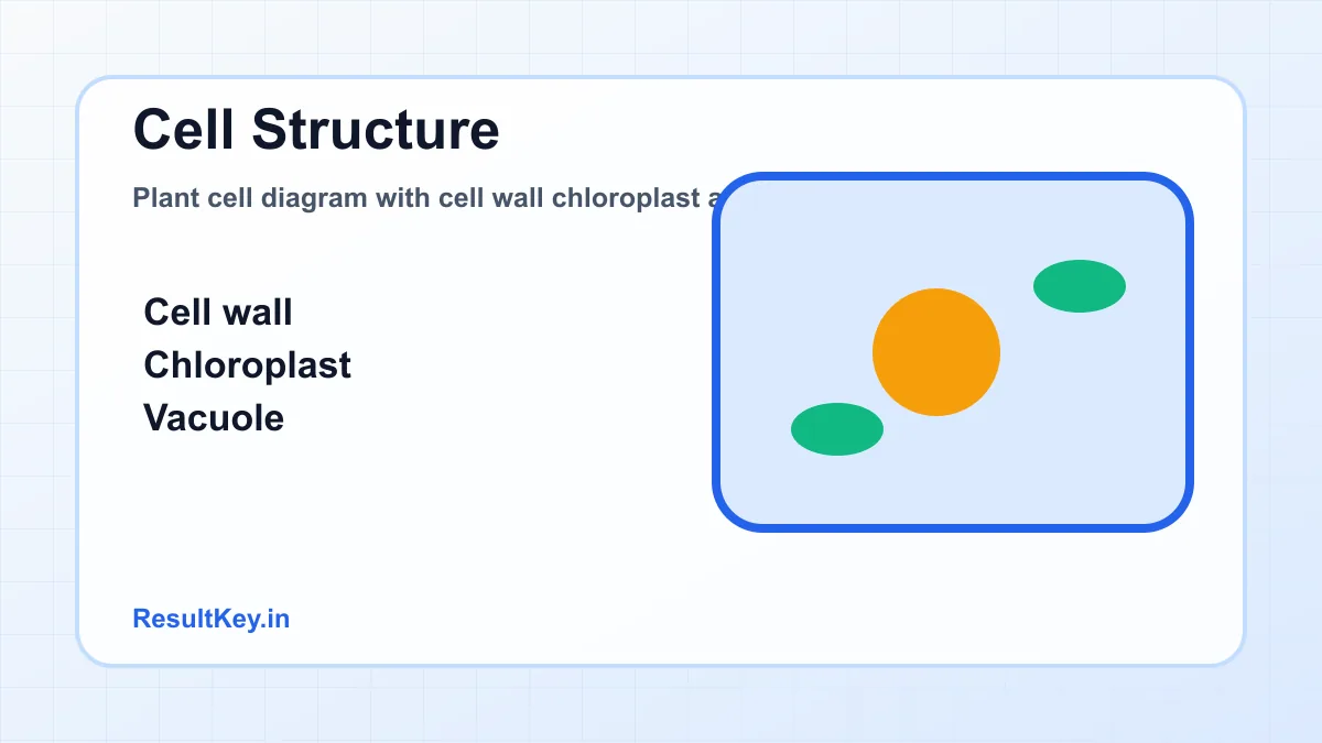 Plant cell diagram with cell wall chloroplast and vacuole